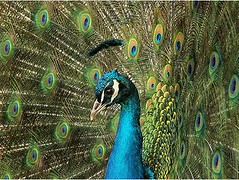 peacock12
