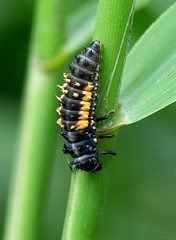 Lady-Beetle mid-larva stage (Coccinellidae)