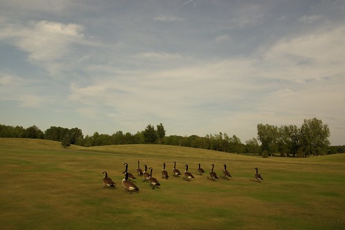 Geese on the fairway