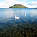Swans, Holy Isle