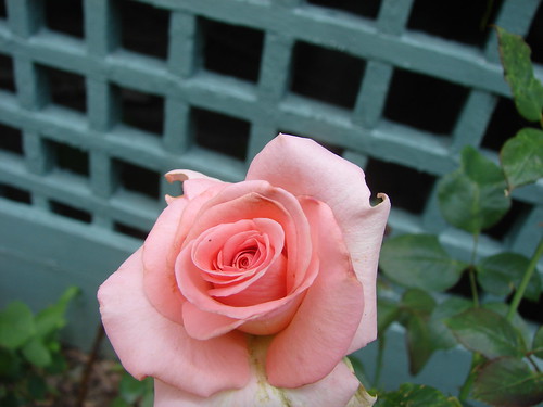 1st Rose