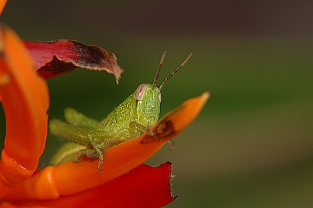 Grasshopper, with close-up filter