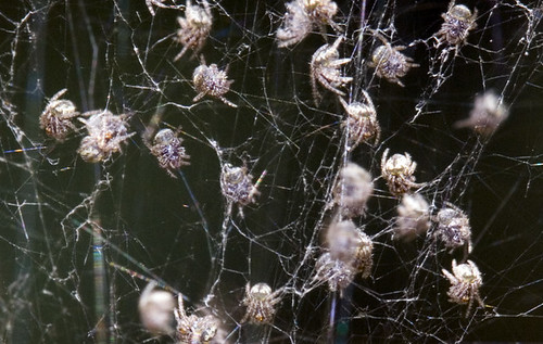 spiderlings