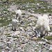 mountain goat family