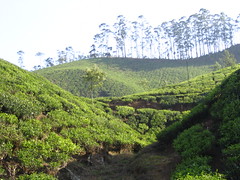 Tea Garden in Munnar