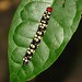 Sette Cama Caterpillar