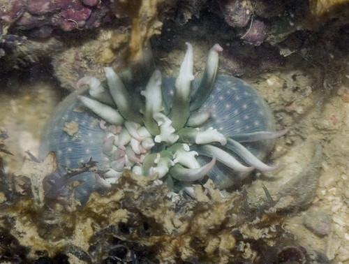 anemone bulbous