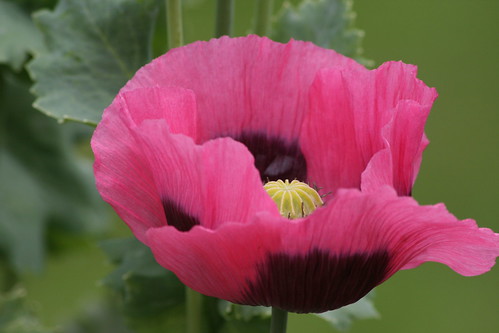 Pink and Black Poppy