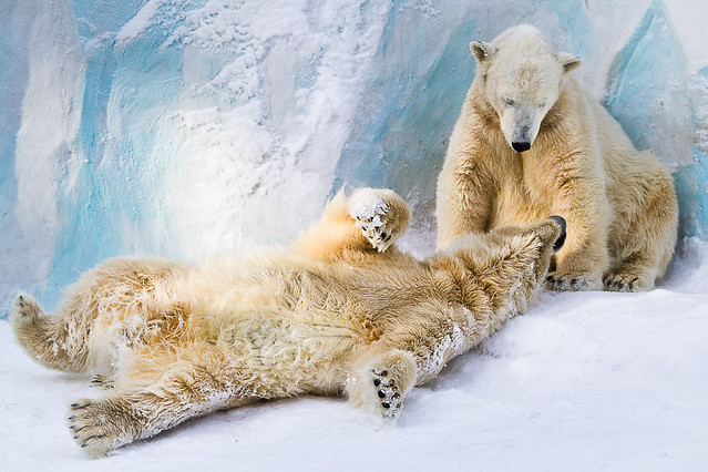 Polar bears couple (Novosibirsk Zoo) 
