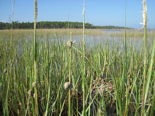 More snails climbing on cordgrass reproductive stems