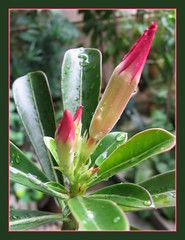 Rocketing buds of Desert Rose (Adenium obesum)