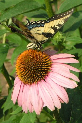 Tiger Swallowtail (?) On the Coneflower