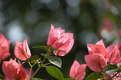 Flores Cor-de-Rosa