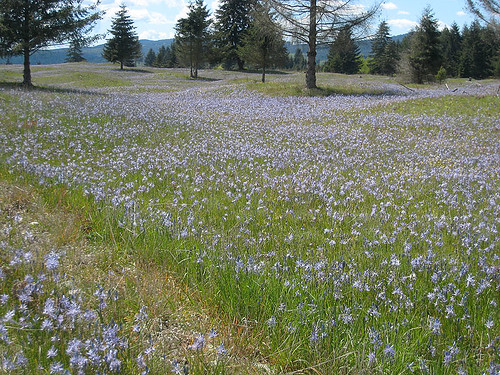 Camas blue hills