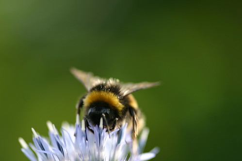 Bumblebee on Purple Thistle