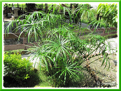 Cyperus involucratus (Umbrella Plant), seen around Kuala Lumpur