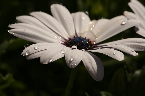 Daisy with Water Drops