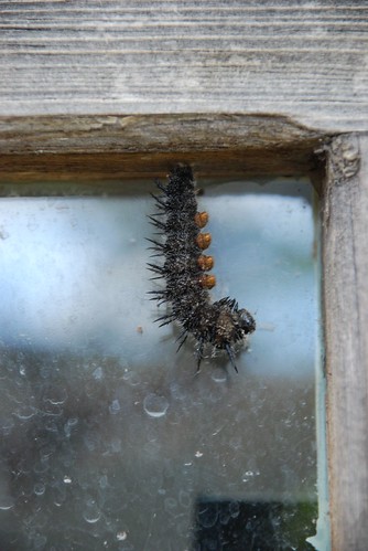 caterpillar to chrysalis 005