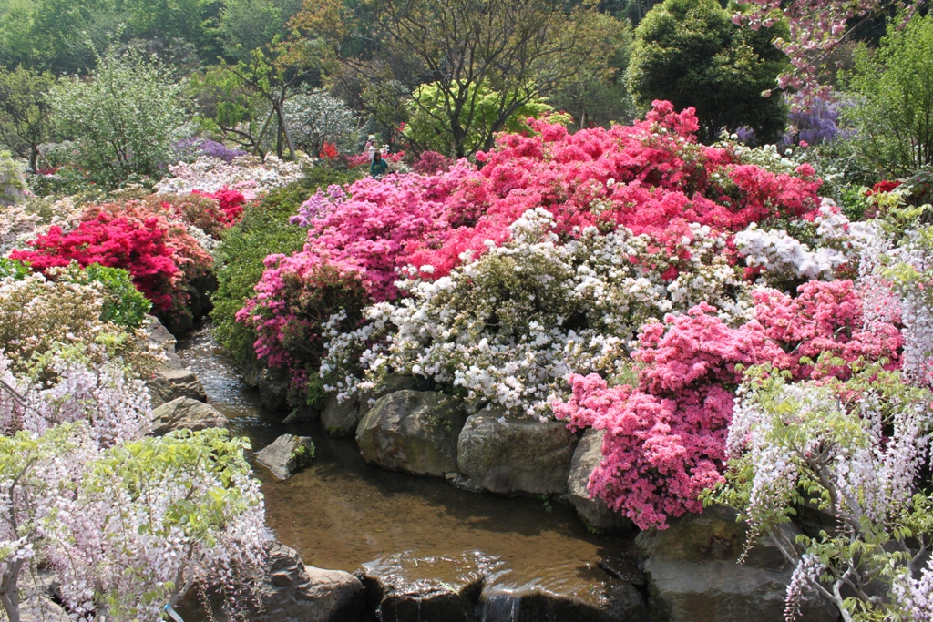 A Japan photo:Ashikaga Flower Park,Tochigi