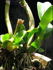 New growth (plantlets) from the pseudobulbs of Dendrobium phalaenopsis