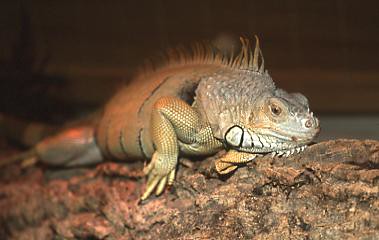 Leguan - iguana
