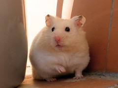 Anglų lietuvių žodynas. Žodis syrian hamster reiškia sirijos žiurkėnas lietuviškai.