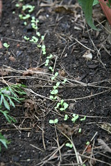 row of seedlings
