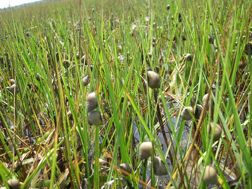 Snails in the marsh