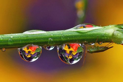 Capturing the World in a Water Drop  Learn Photography by Zoner Photo  Studio