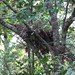 Gorilla nest