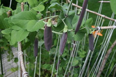 purple peas