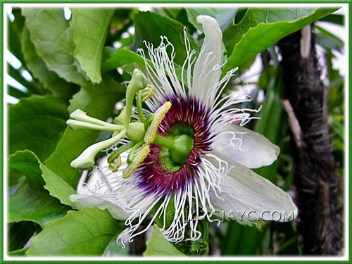 Passiflora edulis (Purple passionfruit/granadilla), first-time bloomer in our garden