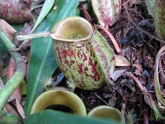 Pitcher Plant - Nepenthes - "Monkey Cup"