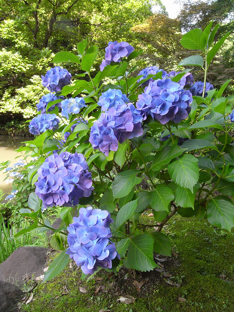 おまけ。徒歩４分。新江戸川公園の紫陽花。...