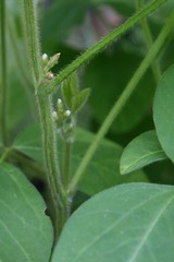 soybean buds