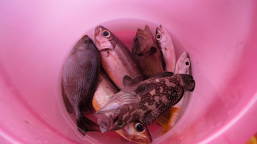 Koh Ngai - Fishing コンガイ 釣り0