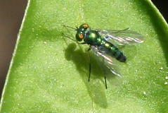 green fly on chili peppers