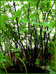 The shiny black stalks (rachis), plus new and old fronds of Southern Maidenhair Fern