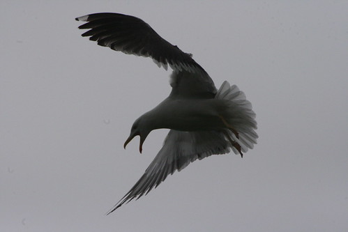 Seagull on the Attack