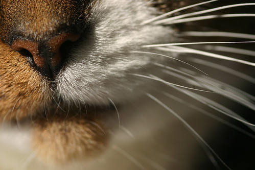Nose and Whiskers