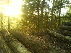 woods and sunshine 2