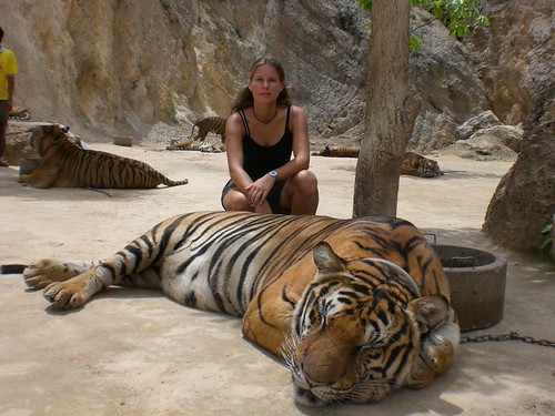 tigre2