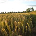 Hanbury corn field