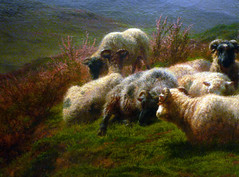 Rosa Bonheur, Sheep in the Highlands, detail with resting sheep