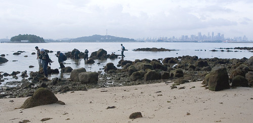 rocky shore waders