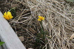 frosted marigolds