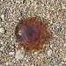 Jellyfish, Arran