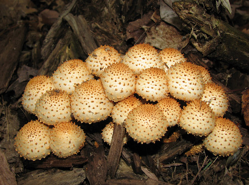 Mushroom  - Pholiota squarrosa