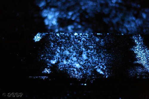 Blood Stained Floorboard Treated with Luminol