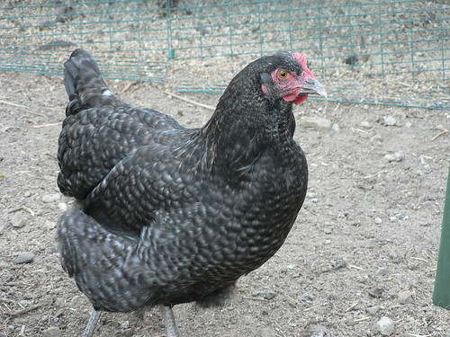 Image result for maran chicken